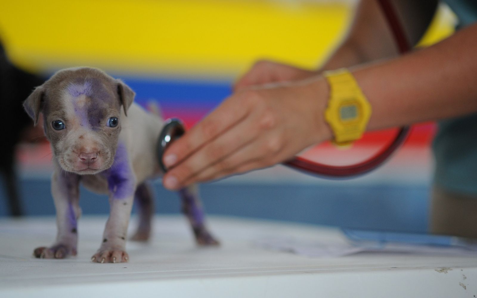 Cute Names for Small Animal Vets.