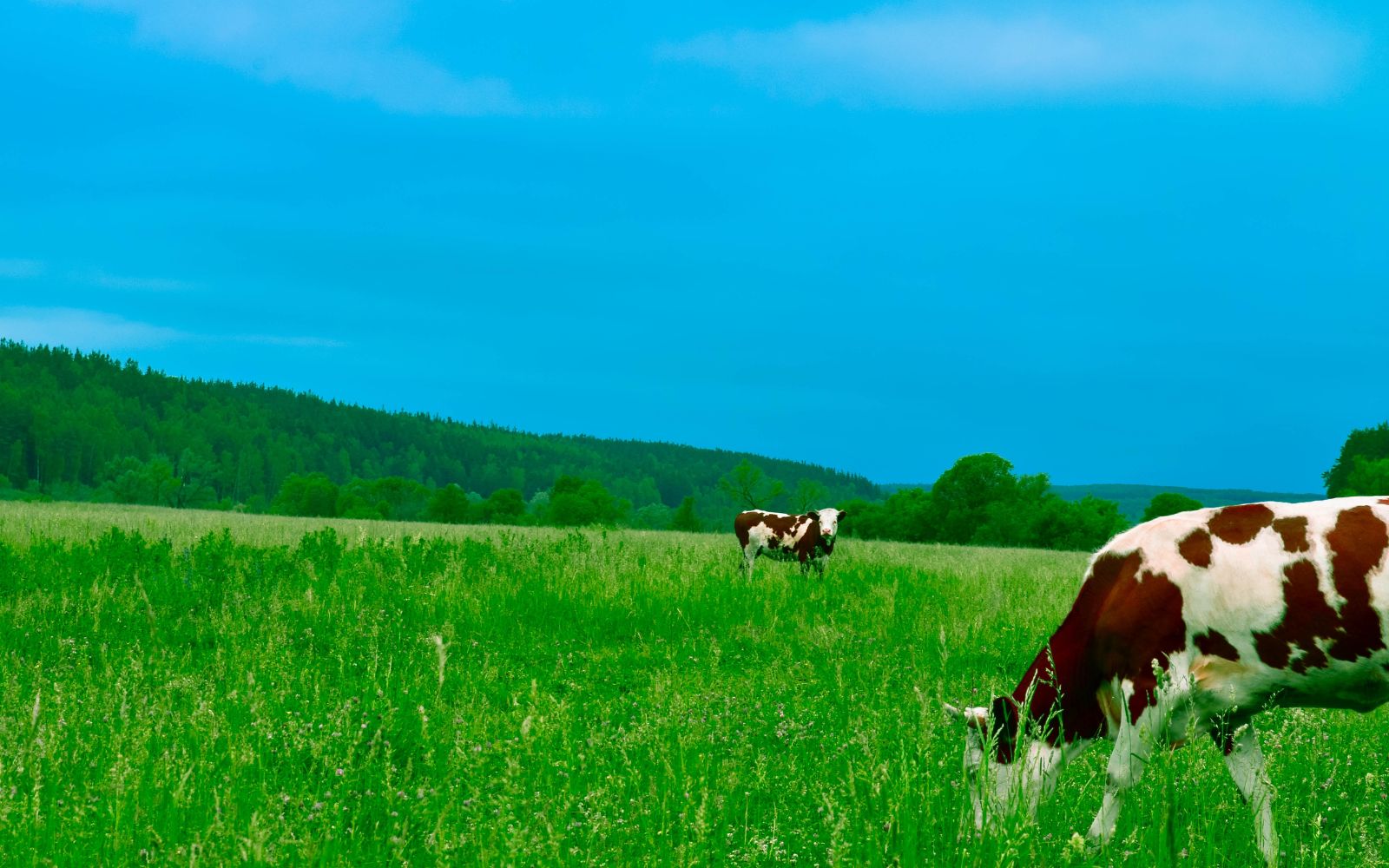 Epic Names for Your Pasture-Based Cattle Acreage.