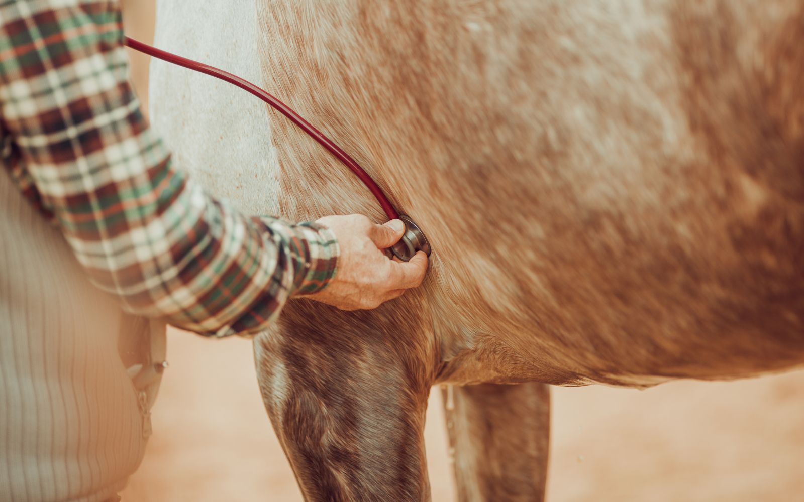 Names for Farm Animal Services that Really Work.