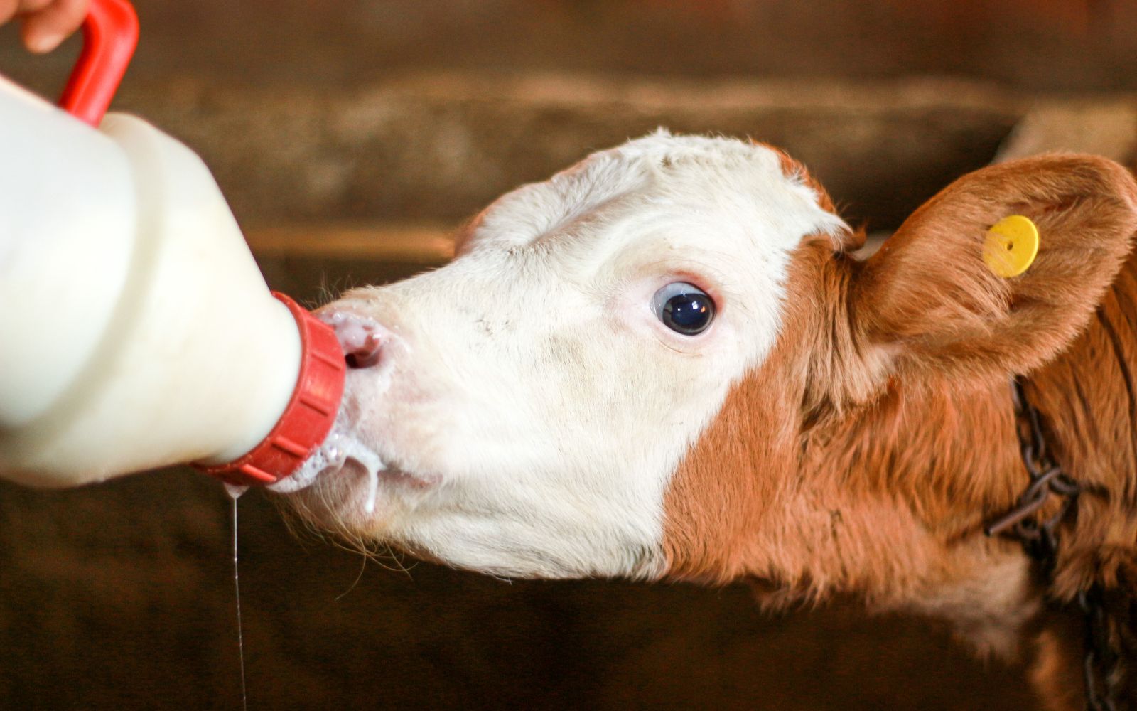 Organic Dairy Farm Names.