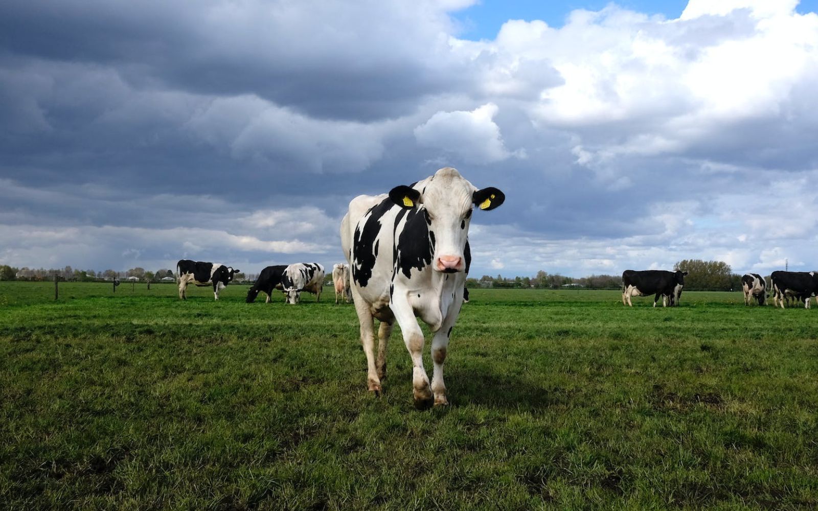 Farm-Focused Dairy Farm Slogans.