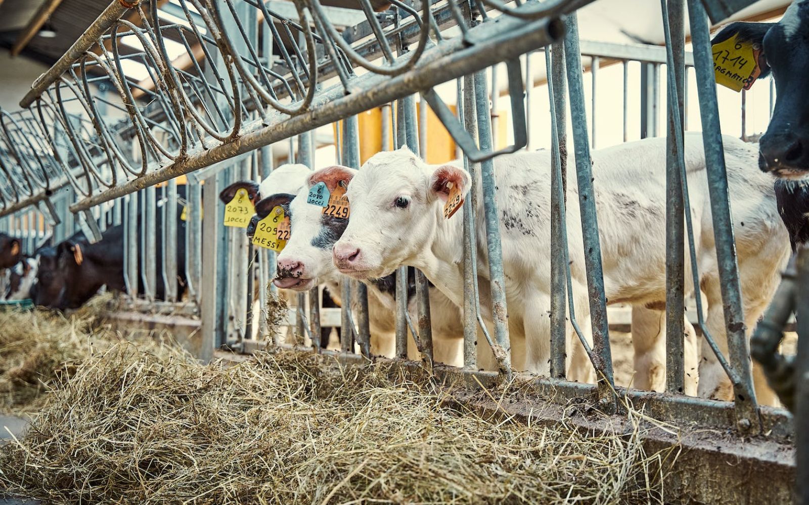 Short Dairy Farm Slogans.